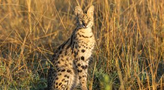 Serval: afrikanische Wildkatze