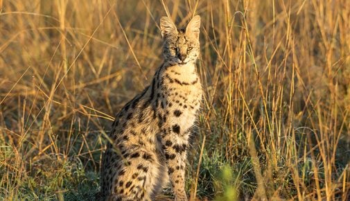 Serval: afrikanische Wildkatze