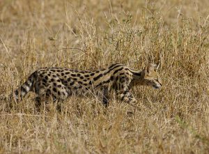 Serval: ancestor of the Savannah cat