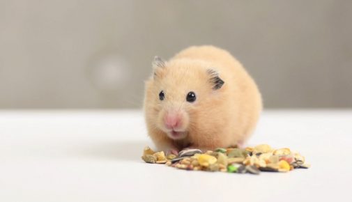 Artgerechtes Leben Hamster