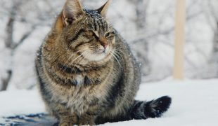 Katze im Winter