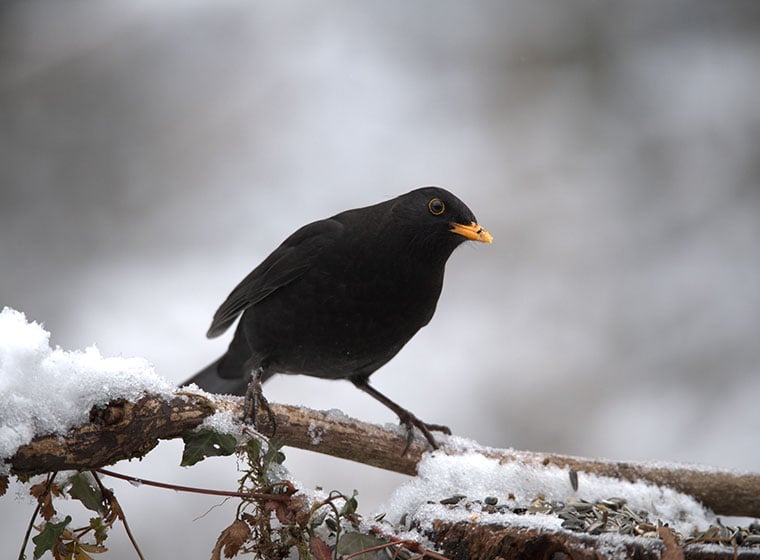 Wintervogel Amsel