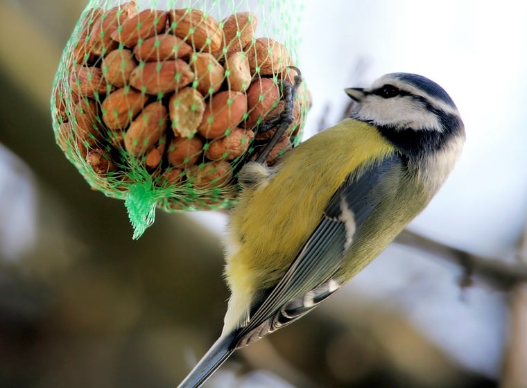 Stunde der Wintervögel: Blaumeise