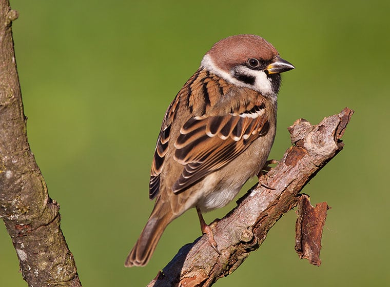 Stunde der Wintervögel: Feldsperling