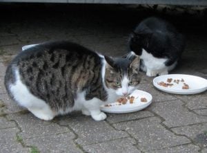 Streunerkatzen an Futterstelle