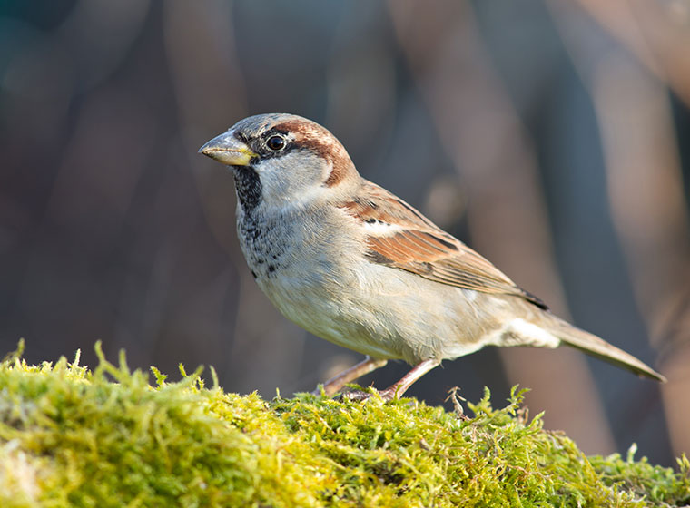 Stunde der Wintervögel: Haussperling