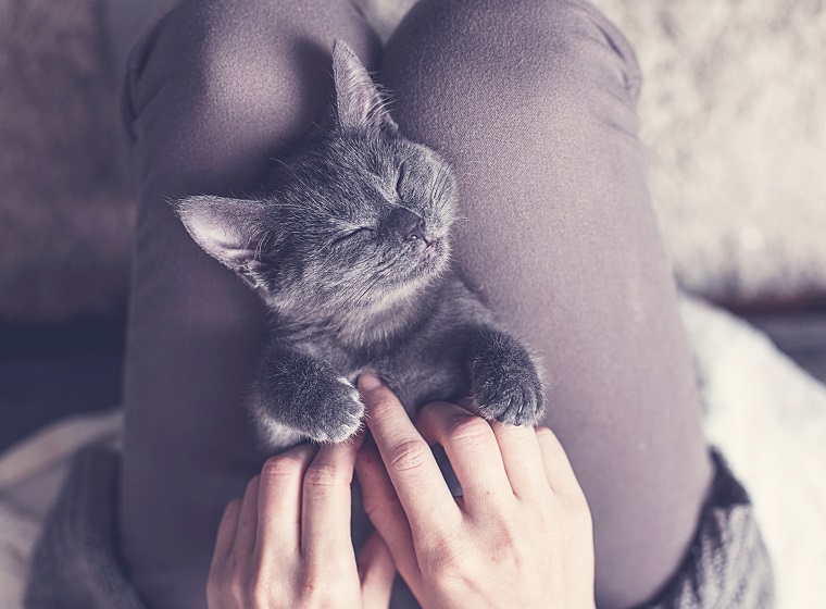 Wie Viele Stunden Schläft Eine Katze