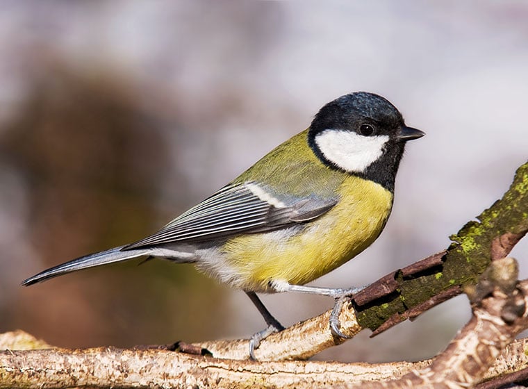 Stunde der Wintervögel: Kohlmeise