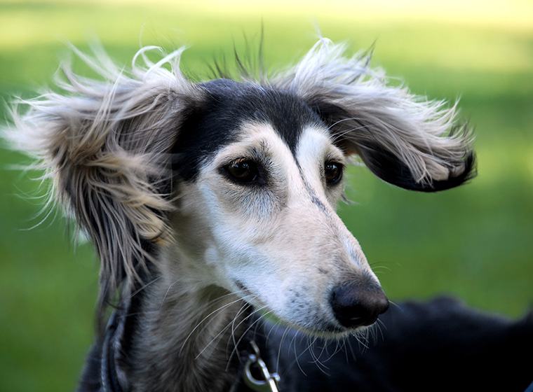 Saluki