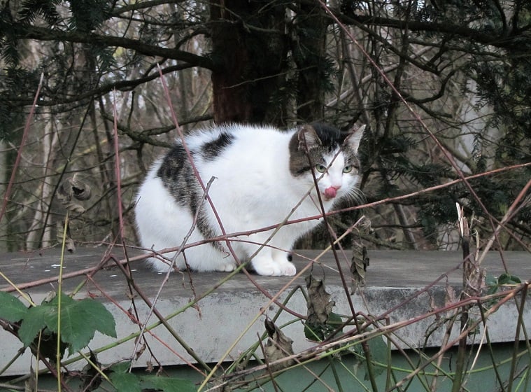 Streunerkatzen