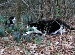 Streuner im Winter