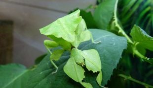 Wandelndes Blatt