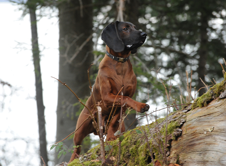 Bayerischer Gebirgsschweißhund