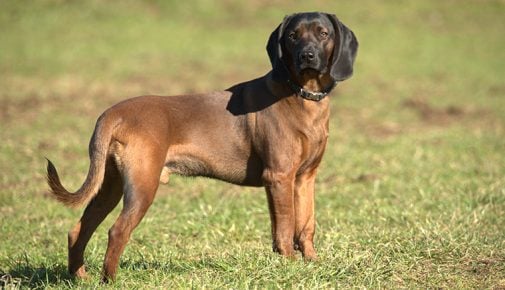 Bayerischer Gebirgsschweißhund