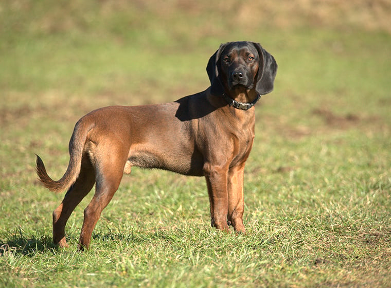 Bayerischer Gebirgsschweißhund