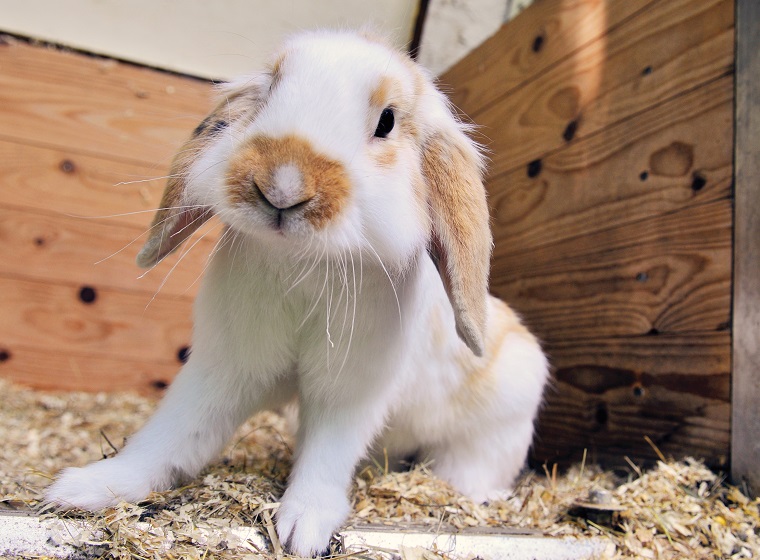 Kaninchen stubenrein bekommen