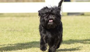 Affenpinscher