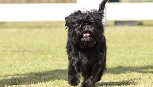 Affenpinscher