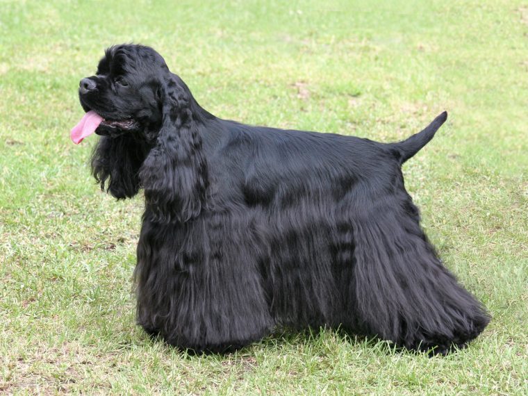 American Cocker Spaniel