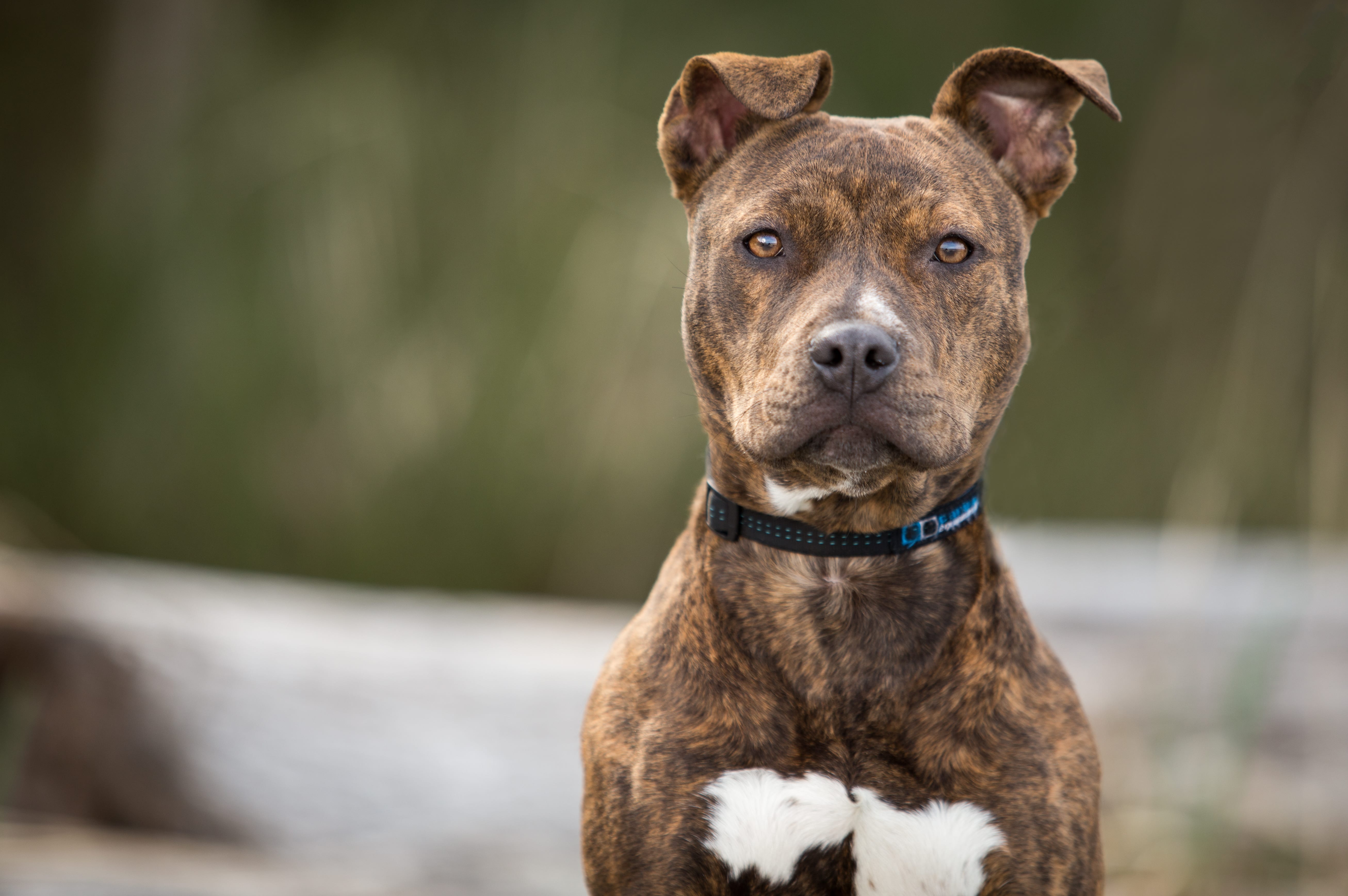 American Pitbull Terrier Im Rasseportrait Zooroyal Magazin