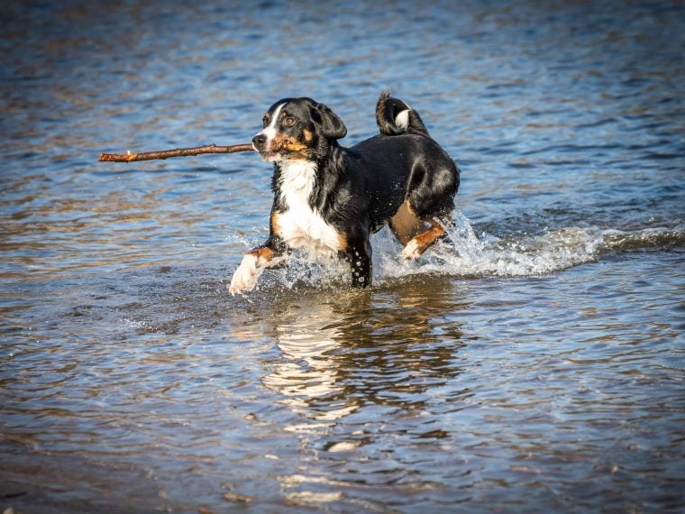 Appenzeller Sennenhund