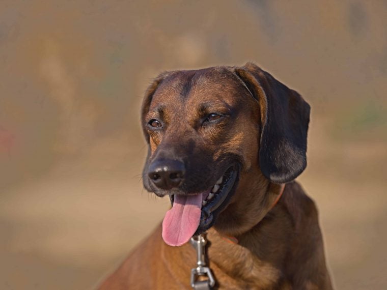 Bayerischer Gebirgsschweißhund