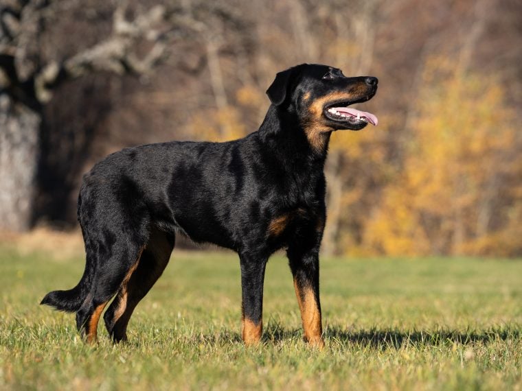 Beauceron