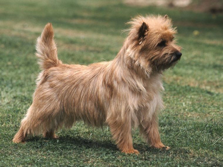 Cairn Terrier