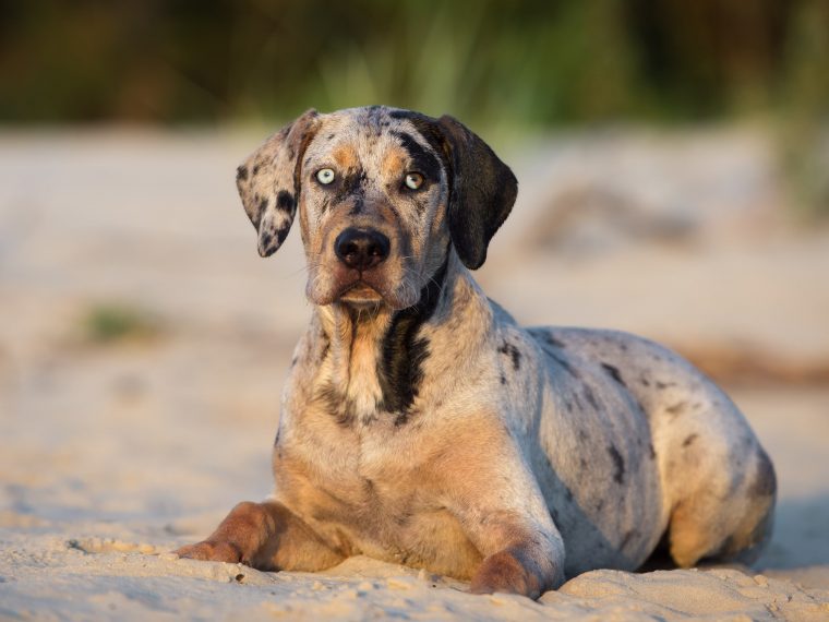 Louisiana Catahoula Dog - Größe: