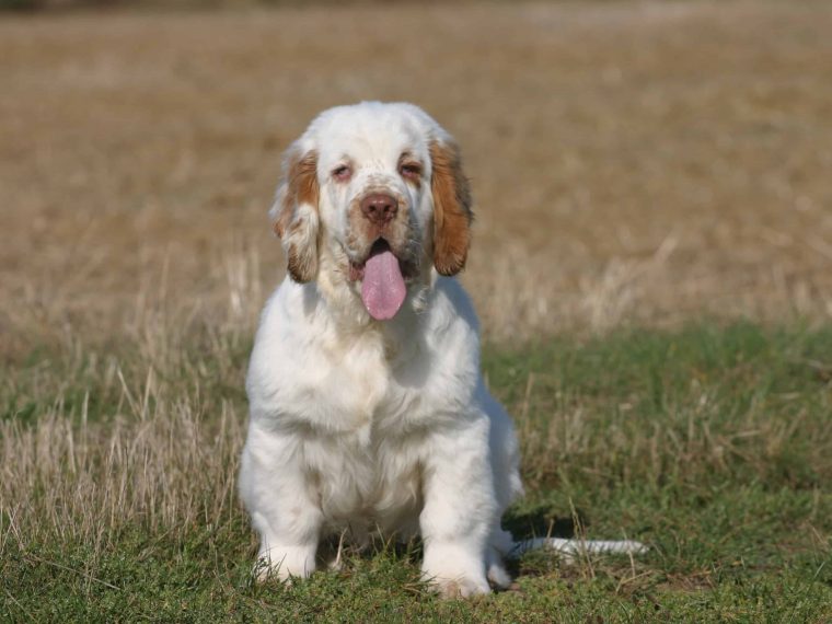 Clumber Spaniel