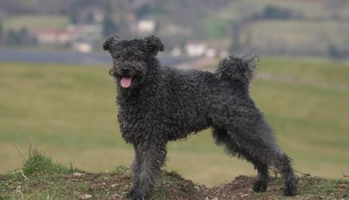 Pumi