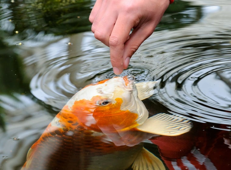 Teichfischfütterung: Teichfische richtig füttern