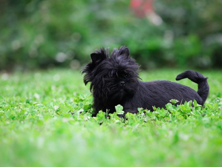 affenpinscher