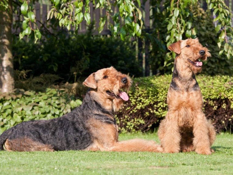 Airedale Terrier