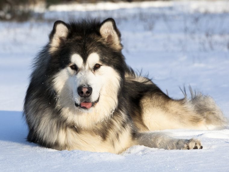 albue Intrusion kim Alaskan Malamute im Rasseportrait | ZooRoyal Magazin