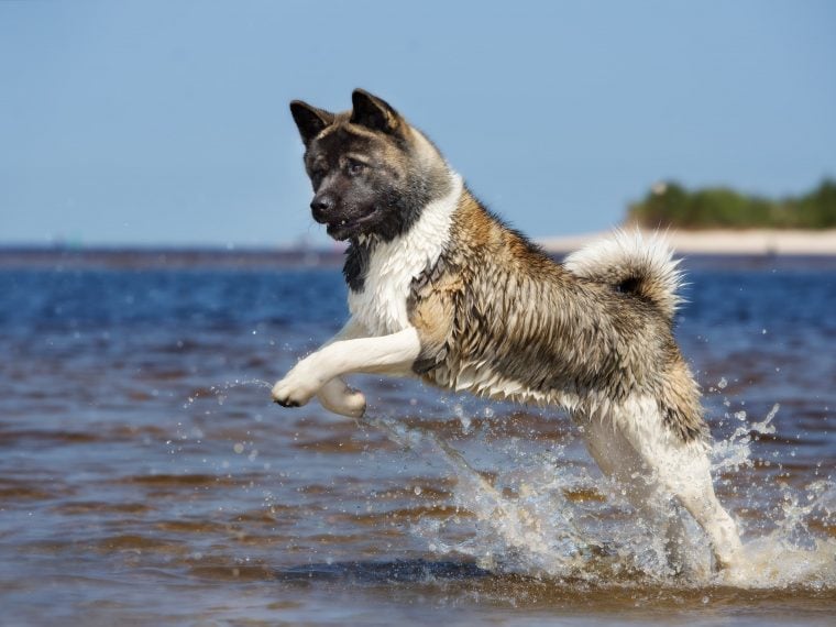 American Akita