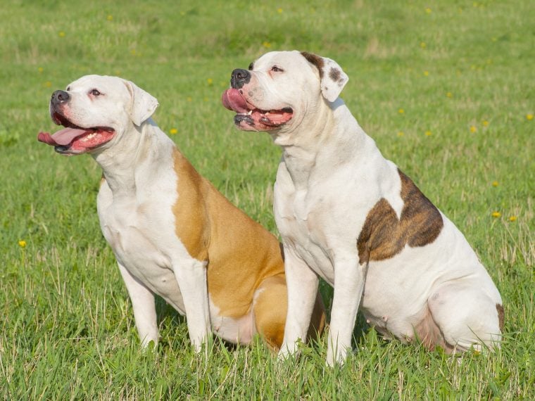 American Bulldog