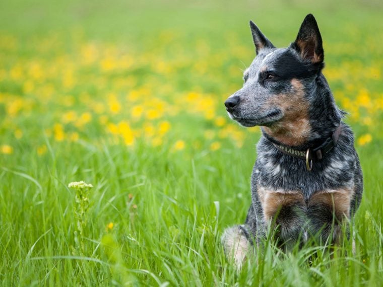 Australian Cattle Dog