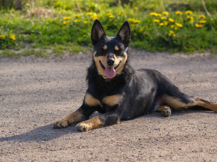 Australian Kelpie