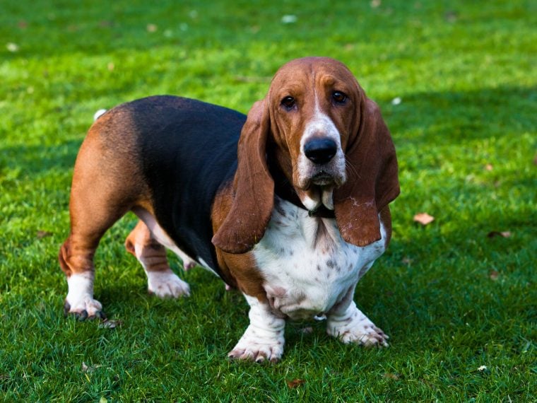 Basset Hound Rasseportrait Magazin