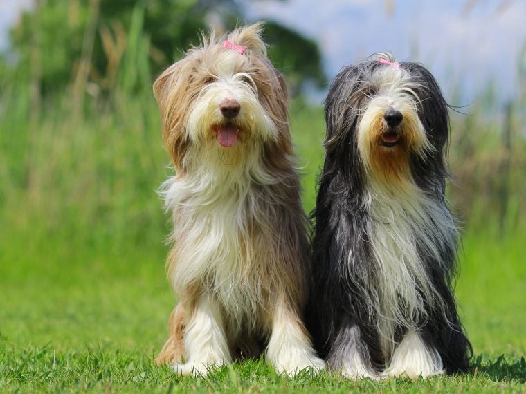 bearded collie