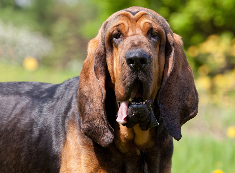 Bloodhound