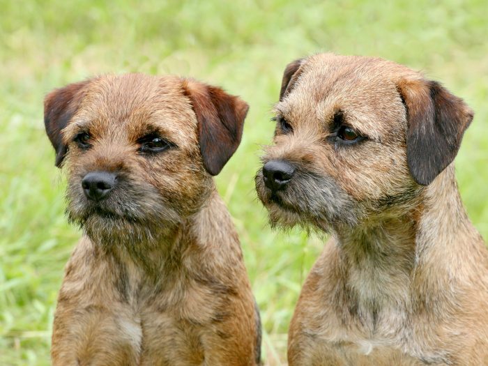 Border Terrier im Rasseportrait ZooRoyal Magazin