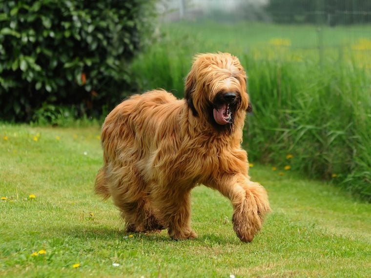 Briard