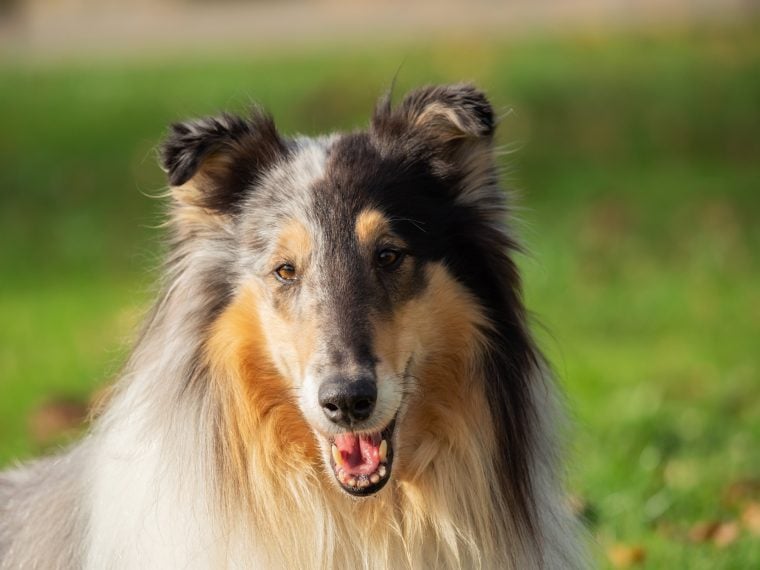 Collie