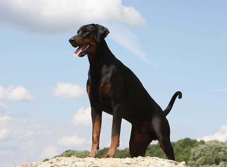 Dobermann Rasseportrait Im Hunde Magazin Zooroyal Magazin