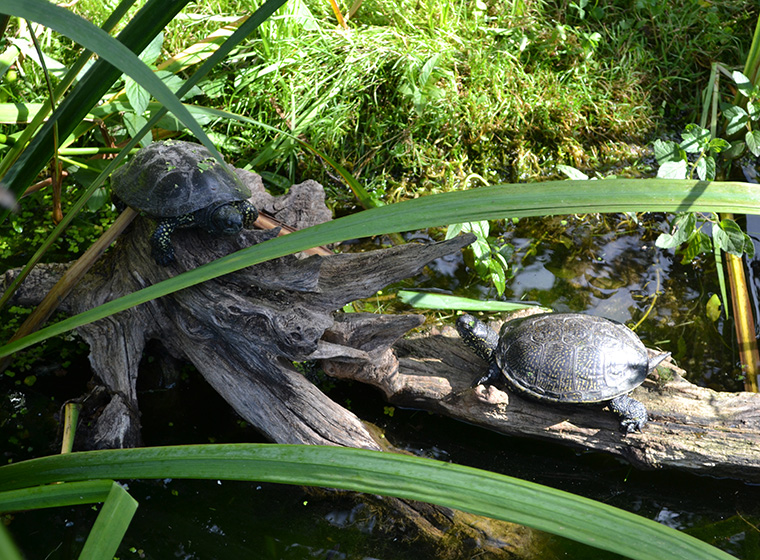 58+ Europäische Sumpfschildkröte Haltung Im Teich, Wer die