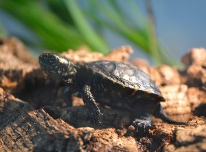 europäische Sumpfschildkröte