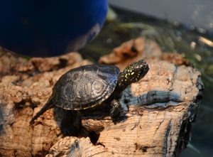europäische Sumpfschildkröte