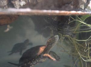 europäische Sumpfschildkröte